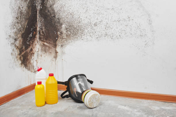Best Black Mold Remediation in Audubon Park, KY