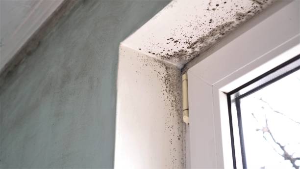 Best Emergency Mold Remediation in Audubon Park, KY