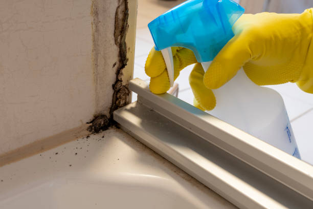 Best DIY Mold Remediation Support Services in Audubon Park, KY
