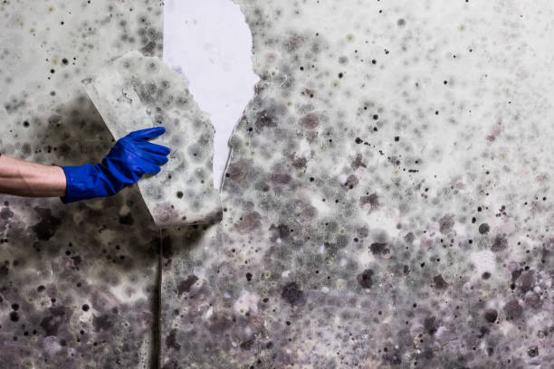 Best Bathroom Mold Remediation in Audubon Park, KY